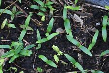 Sycamore tree seedling for sale  BRIGHTON