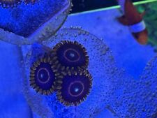 Red hornets zoa for sale  LONDON