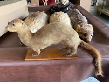 Vintage mink taxidermy for sale  Masontown