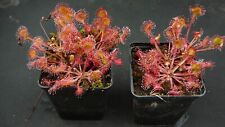 3x Drosera rotundifolia / Okolista ros słoneczny - roślina bagienna na sprzedaż  Wysyłka do Poland
