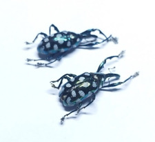 insect - CURCULIONIDAE Alcidodes semperi - Philippines - Pair 18/19mm Jewels...! for sale  Shipping to South Africa