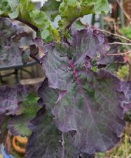 Purple collard perennial for sale  LEEDS