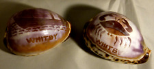 Cowrie shells vintage for sale  MARKET RASEN