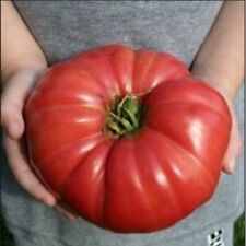 GIANT Delicious Tomato 30 - 4000 Semillas Récord Mundial 7 libras 12 oz! GRAN RELIQUIA segunda mano  Embacar hacia Mexico