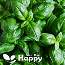 Basil italian sweet for sale  Shipping to Ireland