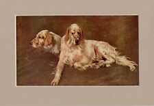 English setters arthur for sale  SPALDING