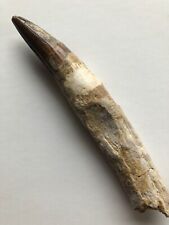 Spinosaur fossil tooth for sale  WIRRAL