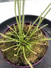 sundew for sale  WARWICK