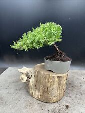 Shohin juniper bonsai for sale  BROUGH