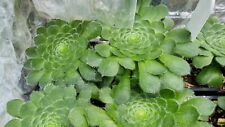 Aeonium tabuliforme flat for sale  LEYLAND