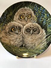 Short eared owl for sale  PLYMOUTH