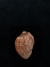 sea shell Harpa davidis, 66.3mm for sale  Shipping to South Africa