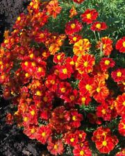 French marigold disco for sale  Sevierville