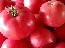 Organic tomato seeds for sale  LONDON