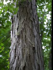 Tall shellbark hickory for sale  Livingston