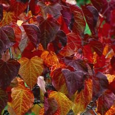 Cercis canadensis forest for sale  IPSWICH
