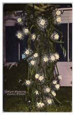 Night Blooming Cereus, Florida Postcard, used for sale  Shipping to South Africa