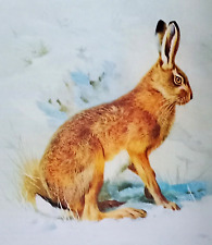 Brown hare wintertime for sale  NELSON