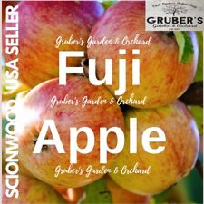 Fuji apple fruit for sale  Millersburg