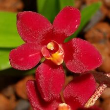 Sarcochilus hybrid red for sale  Tucson
