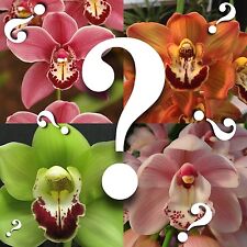 Cymbidium mystery orchid for sale  Sunnyvale