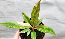 Variegated philodendron ring for sale  Reseda
