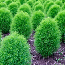 Kochia 500 seeds for sale  Shipping to South Africa