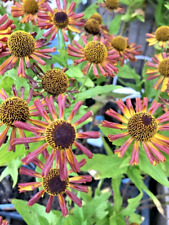 Helenium betty herbaceous for sale  PRESTON