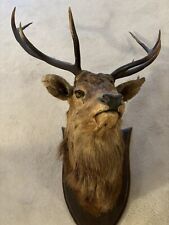 stag head taxidermy for sale  FOWEY