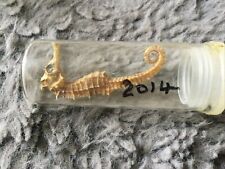 dried seahorse for sale  HAVANT