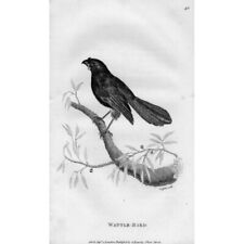 BIRDS Wattle Bird - Antique Print 1809 for sale  Shipping to South Africa