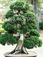 Seeds bonsai pine for sale  Goldsboro