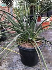 Hesperaloe parviflora red for sale  WORTHING