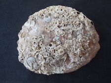 Used, LARGE Rare Natural Red Abalone shell (Haliotis Rufescens) for sale  Shipping to South Africa