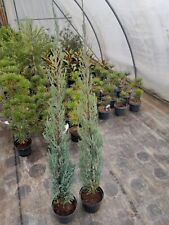 Juniperus blue arrow gebraucht kaufen  Dillingen a.d.Donau