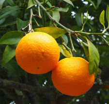 laranja doce 5 sementes Naranja Dulce Citrus × sinensis comprar usado  Enviando para Brazil