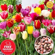 Tulip bulbs mixed for sale  WISBECH