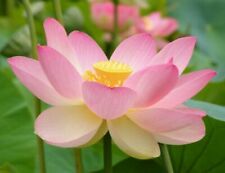 Samen wasserpflanze lotusblume gebraucht kaufen  Rottenburg