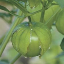 Tomatillo seeds grande for sale  Philadelphia
