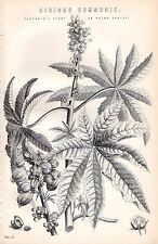 1880 print botany for sale  YORK