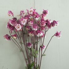 Columbine pink petticoat for sale  Sherwood