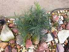 Cycad Macrozamia Stenomera 5 Seedlings  for sale  Shipping to South Africa