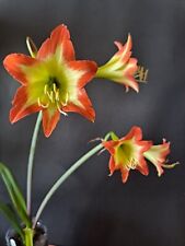 Hippeastrum Nelsonii x Calyptratum 1 bulb about 1.5cm in diameter/offset for sale  Shipping to South Africa