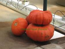 Squash pumpkin rouge for sale  SALISBURY