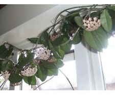 Hoya carnosa houseplant for sale  NORTHOLT