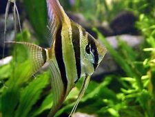 Altum angelfish orinoco for sale  HAYWARDS HEATH