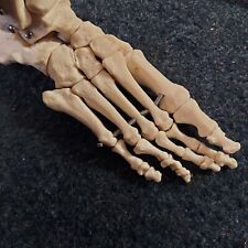 Anatomical skeletal foot for sale  BLACKPOOL