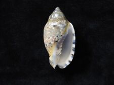 Sea Shell Voluta musica 69.2mm ID#7435 for sale  Shipping to South Africa
