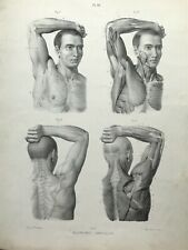 1848 Anatomia Formas Externas do Homem por Dr Fau Atlas Placa Litho Original  comprar usado  Enviando para Brazil