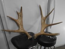 Pair shiras moose for sale  Florence